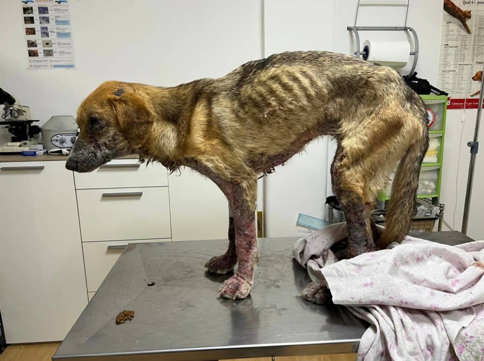indagine Capua maltrattamenti animali